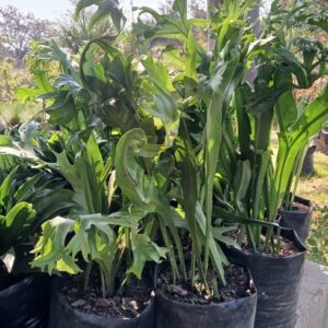 Microsorum punctatum (Fishtail fern)