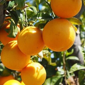 Citrus: Orange ‘Midknight Valencia’