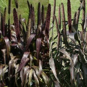 Pennisetum glaucum (Ornamental Millet) 'Purple Majesty' Seed