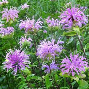 Monarda fistulosa (Wild Bergamot, Beebalm) Seed