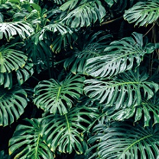 Monstera deliciosa (Delicious monster)