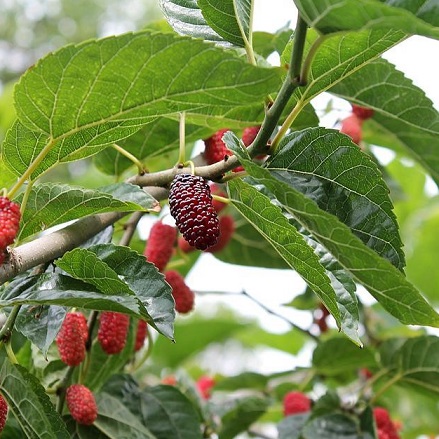 Mulberry tree4