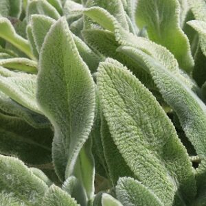 Verbascum thapsus (Woolly Mullein) Seed
