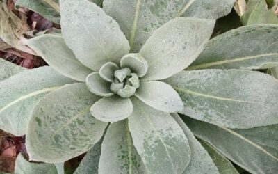 Grow Your Health with Mullein