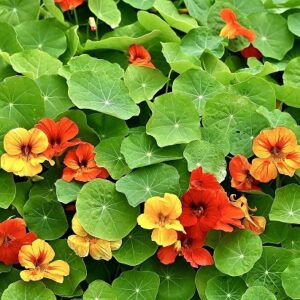 Nasturtium Seed