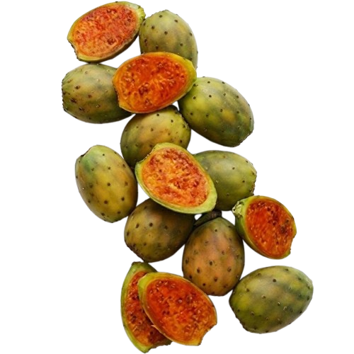 Opuntia ficus-indica (Prickly Pear Cactus) 'Gymno Carpo'
