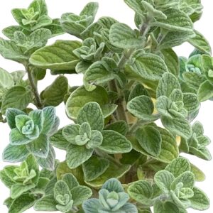 Oregano 'Wild Za'atar' (Origanum Syriacum) Seed