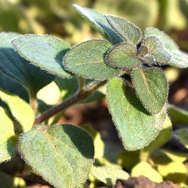 Oregano wild zaatar