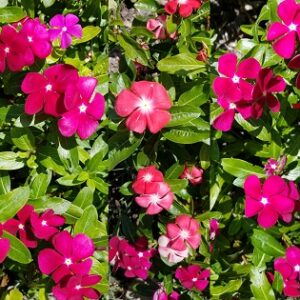 Vinca 'Pacifica Bold' Mix Seed