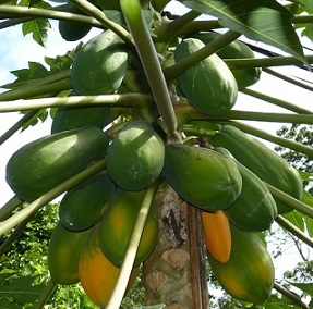 Papaya Improved Red Maradol