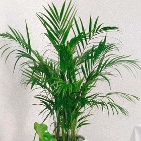 ParlourPalm (2)