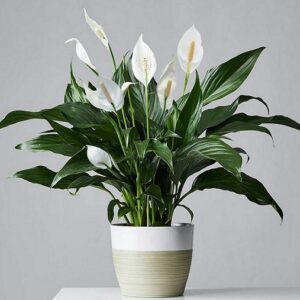 Spathiphyllum wallisii (Dwarf peace lily)