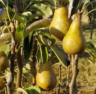 Pear bon chretien 1