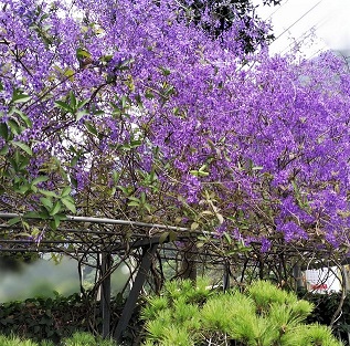 Petrea purple