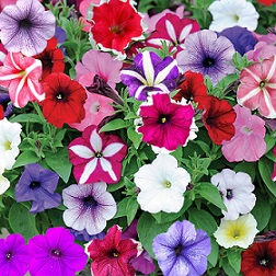 Petunia ‘Ultimate’ Mix Seed