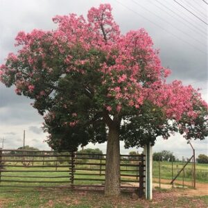 Ceiba speciosa (Pink Kapok Tree)