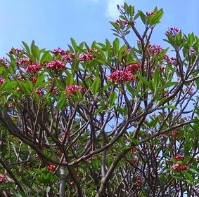 Plumeria 1