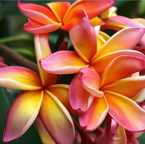 Plumeria 3