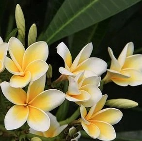Plumeria 4