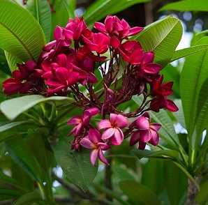 Plumeria 5
