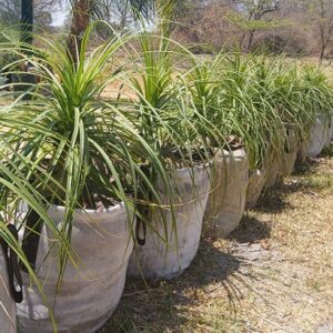 Beaucarnea recurvata (Ponytail Palm)