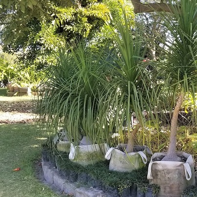 Ponytail Palm