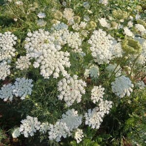 Daucus carota (Queen Anne's Lace) Seed
