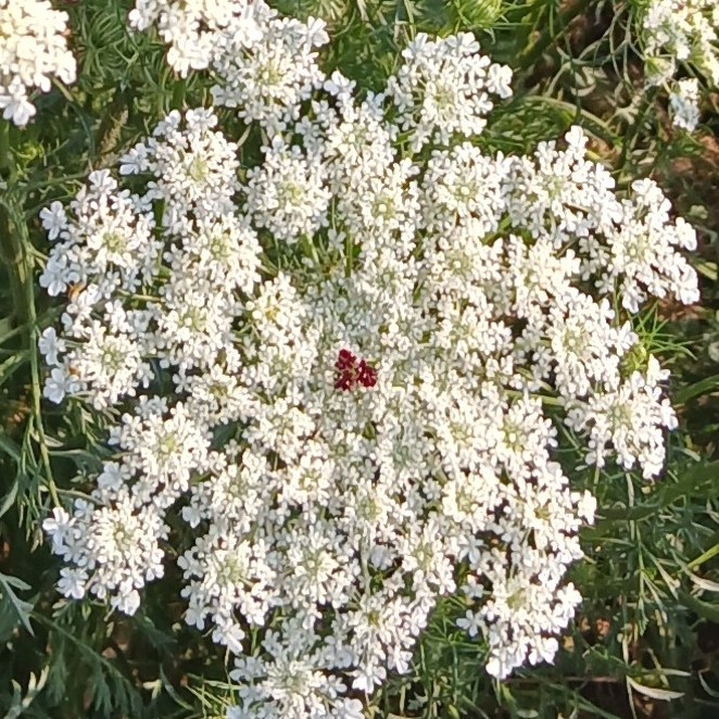 Daucus carota (Queen Anne's Lace) Seed - Image 2
