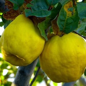 Quince ‘Portugal’