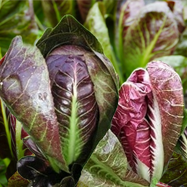 Radicchio ‘Rossa di Verona’ (Chicory)