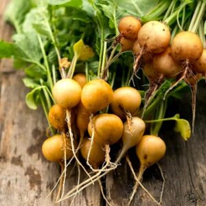 Radish 'Golden Helios' Seed