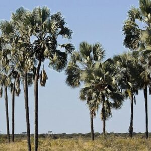 Hyphaene petersiana (Real Fan Palm or Makalani Palm)