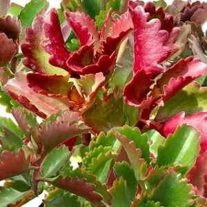 Kalanchoe sexangularis (Red-leaved kalanchoe)