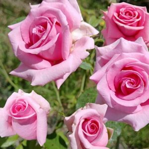 Rose 'Andrea Stelzer'