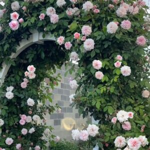 Rose 'Cecile Brunner'