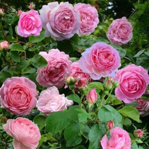 Rose 'Constance Spry'