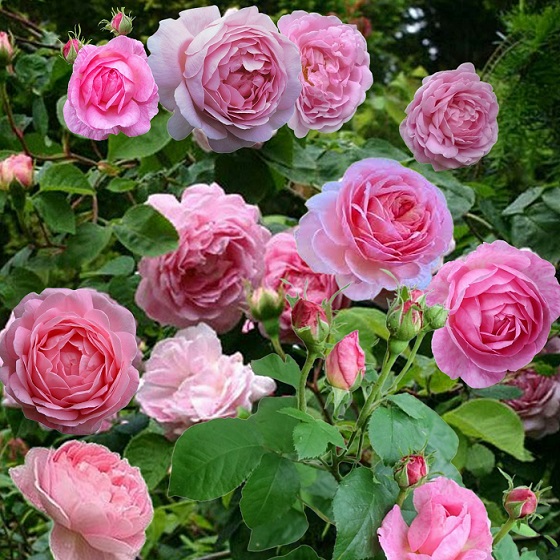Rose 'Constance Spry'