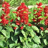 Red Salvia 'Flare' Seed