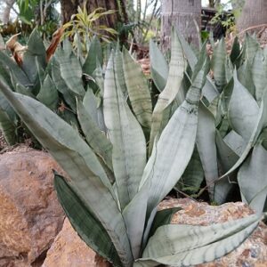 sansevieria in a garden