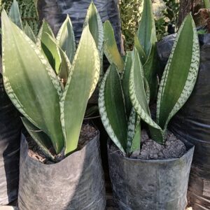 Sansevieria trifasciata 'Silver Flame'