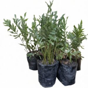 Phlebodium aureum (Blue Star Fern)