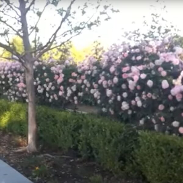 Rose 'Cecile Brunner' - Image 3