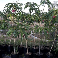 SesbaniaGrandiflora