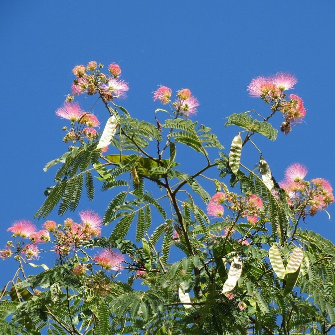 Albizia julibrissin (Silk tree, Mimosa tree) - Image 2