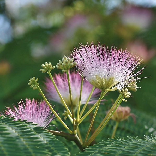 Albizia julibrissin (Silk tree, Mimosa tree)