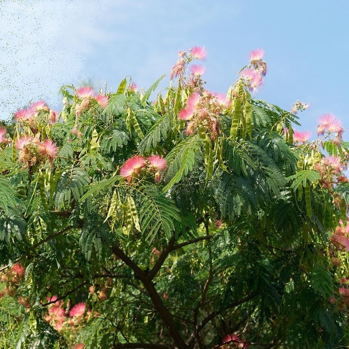 Albizia julibrissin (Silk tree, Mimosa tree) - Image 3