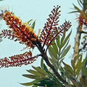 Grevillea robusta (Silver oak)