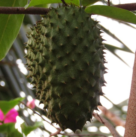 Soursop2