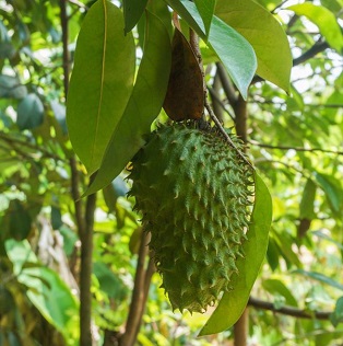 Soursop4