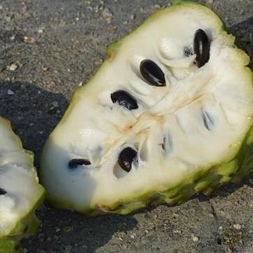Soursop5